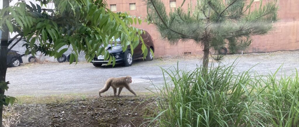 monkey